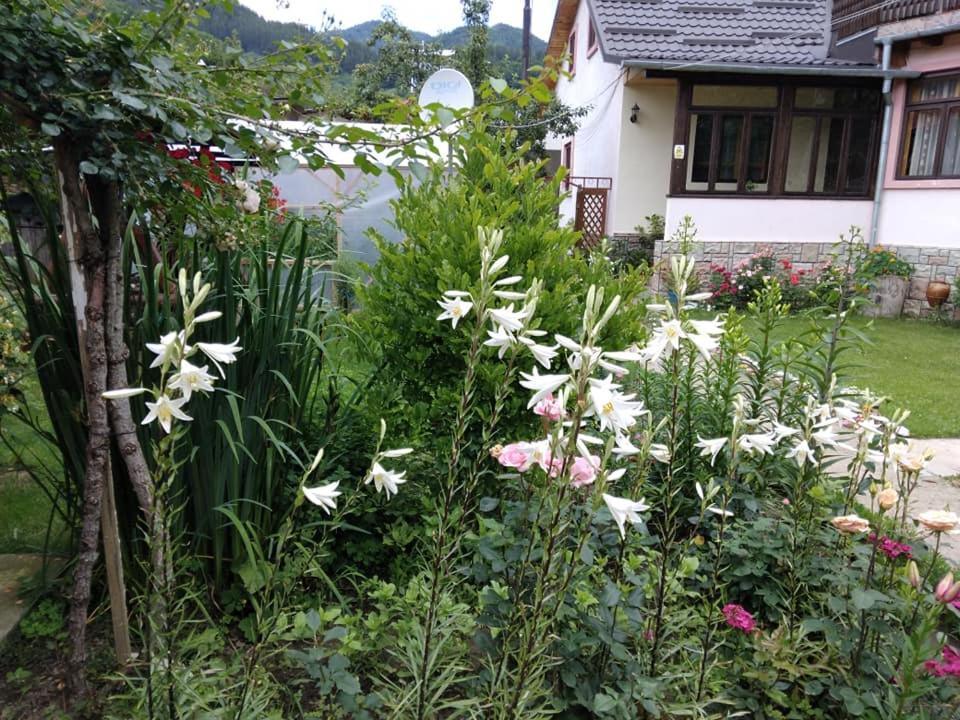 内霍瓦Casa Fetic公寓 外观 照片